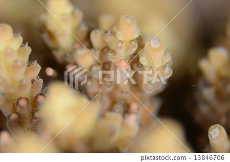 Spawning of corals ② 13846706