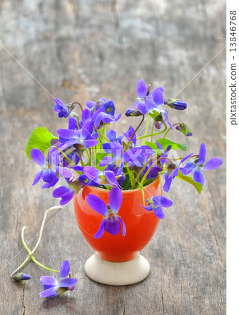 Viola cornuta flowers Viola cornuta flowers 13846768