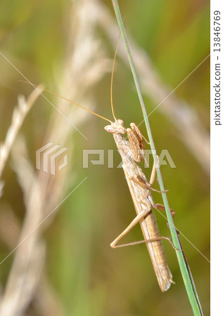 Grasshopper On Plant 13846769