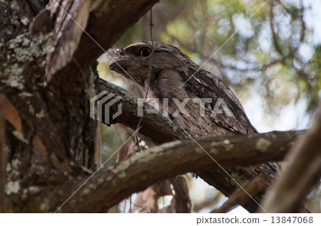 Gamaguchi yotaka 13847068