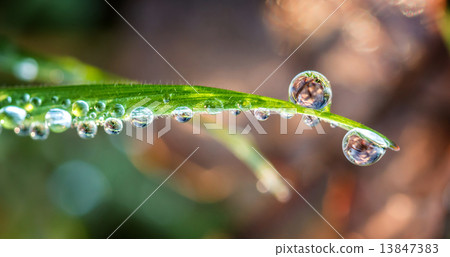Grass with drops Grass with drops 13847383
