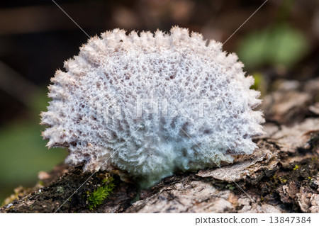 Tinder fungus Tinder fungus 13847384