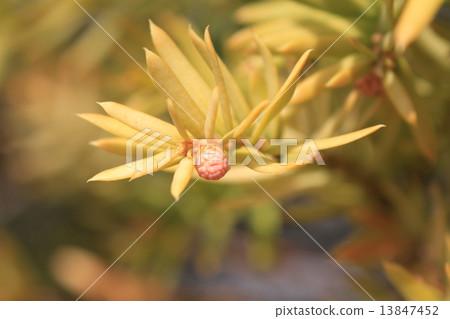 紫杉樹花 雄花 照片素材 圖片 圖庫