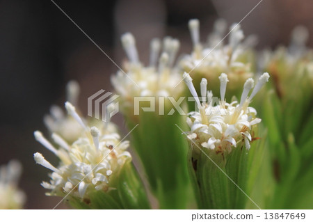 Fuuki's flower (male flower) 13847649