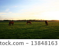 Evening horse 13848163