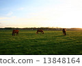 Evening horse 13848164