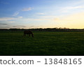 Evening horse 13848165