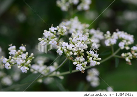 Heartwarming Heartwarming 13848432