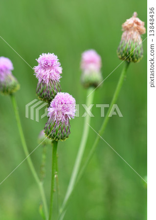 福克斯迫擊砲 福克斯迫擊砲 13848436