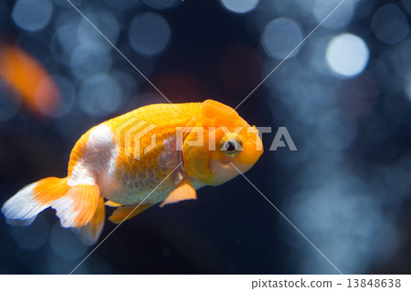 Goldfish   13848638