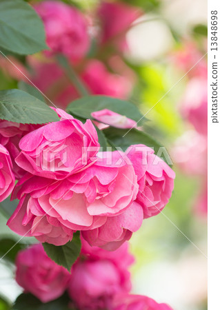 Rose Angela Rose Angela 13848698
