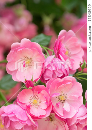 Rose Angela Rose Angela 13848699