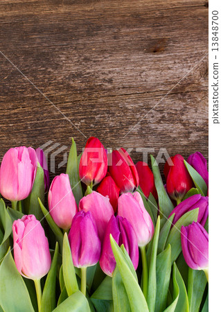 bouquet of  red and purple  tulip flowers 13848700
