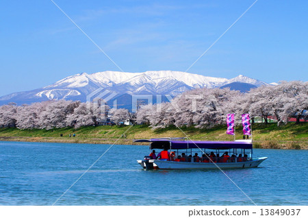 白石川堤防 瞳千本櫻與藏王連峰（宮城縣大河原町） 13849037