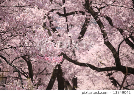 櫻花盛開 13849041