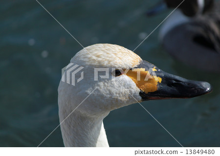 New Year's cards Rooster year swan duck 13849480