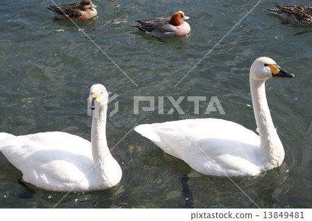 New Year's cards Rooster year swan duck 13849481