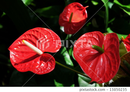 Anthurium 13850235