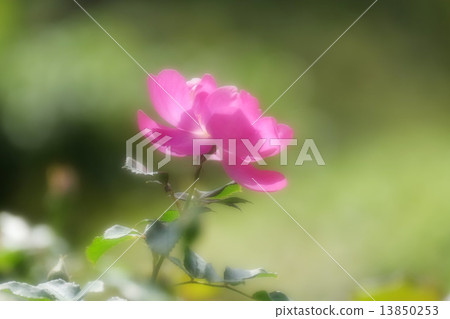 rose rose 13850253