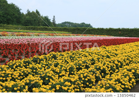  Flower garden 13850462