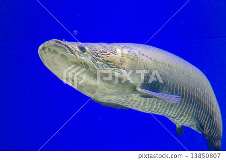 Pilar Koo水族館（北見市） 13850807