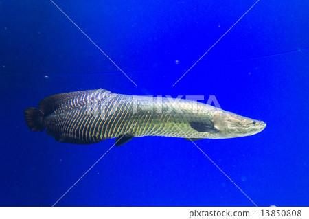 Pilar Koo水族館（北見市） 13850808