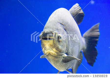 Aquarium of Mount Colosuma (Kitami City) Aquarium of Mount Colosuma (Kitami City) 13850819