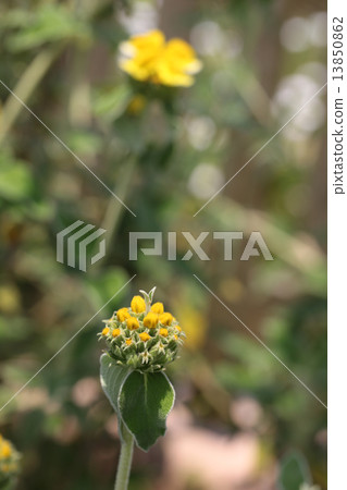 Jerusalem sage flower bud Jerusalem sage flower bud 13850862