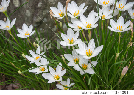 Tamaden (Tama Tsuretsu) 13850913