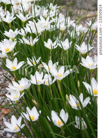 塔馬登（Tama Tsuretsu） 13850914