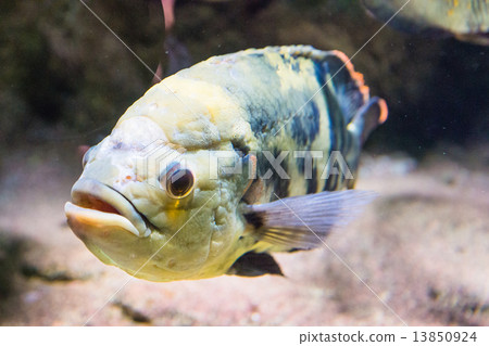 宇航員水族館（北見市） 13850924