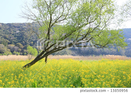 強姦花盛開四萬十川河床 強姦花盛開四萬十川河床 13850956