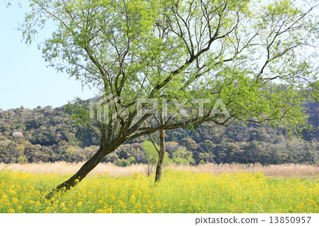 強姦花盛開四萬十川河床 13850957