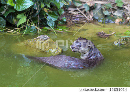 Curious River Otter Curious River Otter 13851014