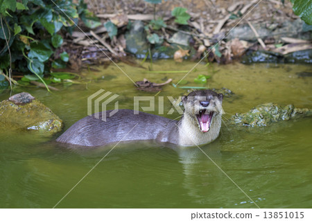 Curious River Otter Curious River Otter 13851015