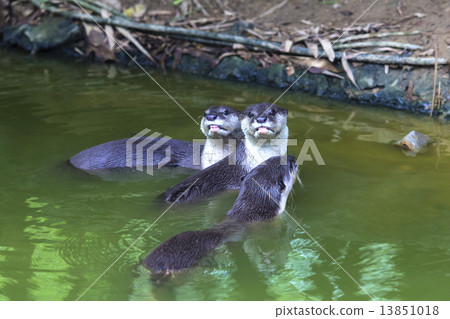 Curious River Otter Curious River Otter 13851018