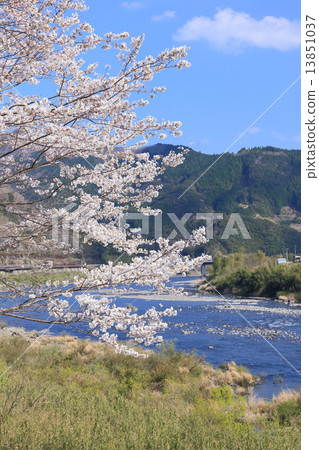 Cherry Blossoms and Shimanto River Cherry Blossoms and Shimanto River 13851037