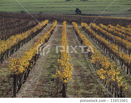 Australian late autumn wineries 13851061