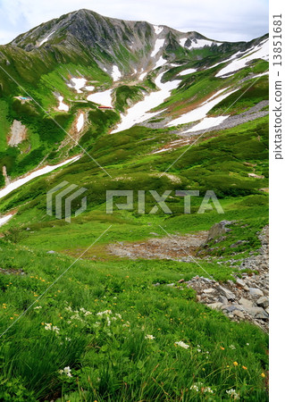 Takayama's alpine plants and another mountain 13851681