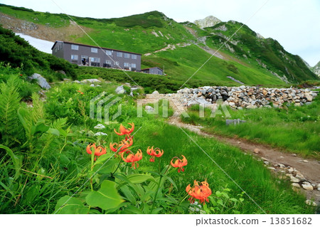 Kuruma lily and swords mountain / former sword 13851682