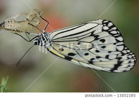 White-tailed butterfly 13852165