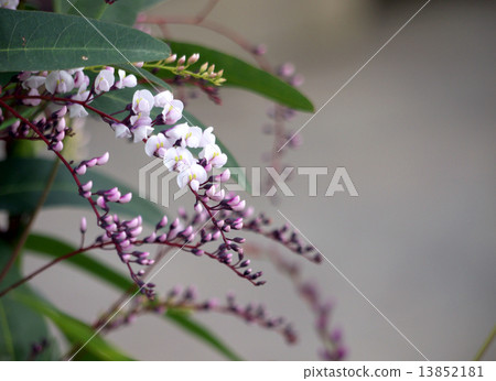 Harden Bergia 13852181