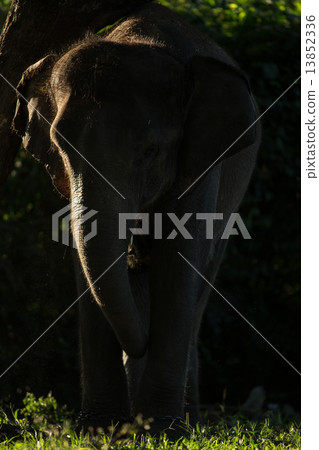 Asian elephant's 13852336