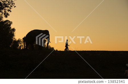 asia elephant in the forest at sunset asia elephant in the forest at sunset 13852341