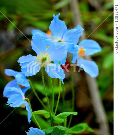 喜馬拉雅山的罌粟 13852471