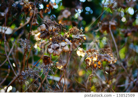 枯萎的繡球花 枯萎的繡球花 13852509