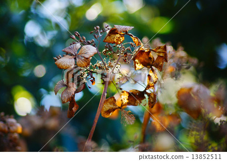 枯萎的繡球花 13852511