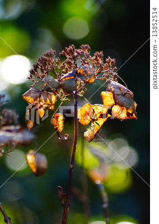 枯萎的繡球花 13852514