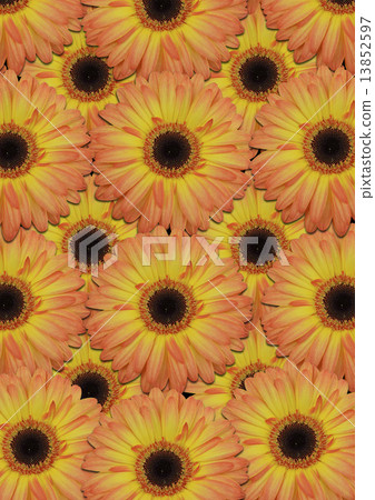 Seamless background from large orange gerber 13852597