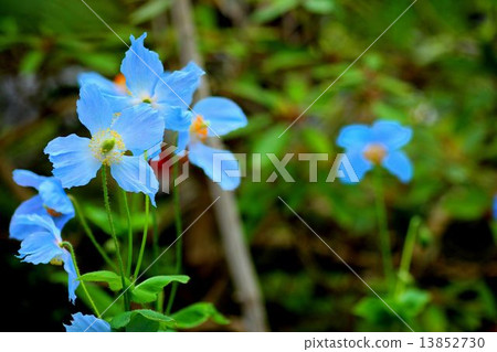 喜馬拉雅山的罌粟 13852730